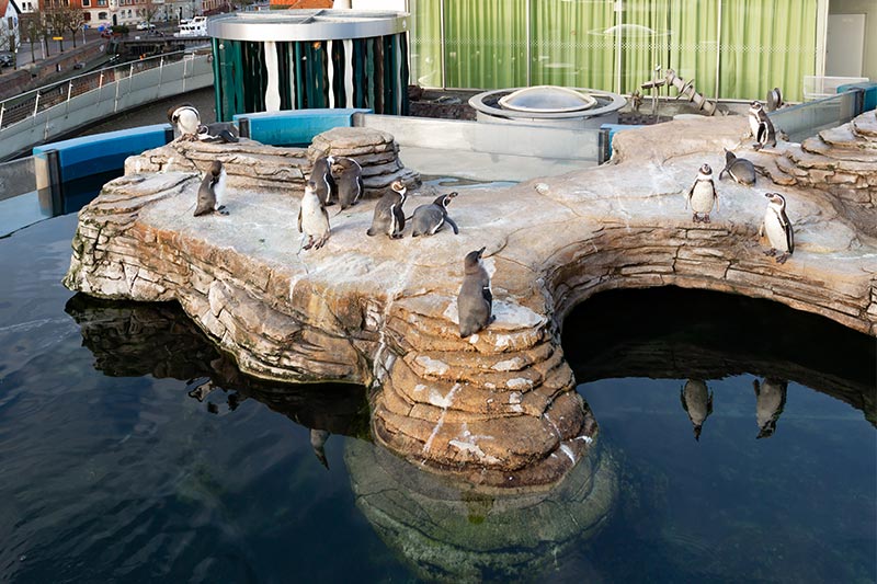 Pinguine im Ozeaneum Stralsund