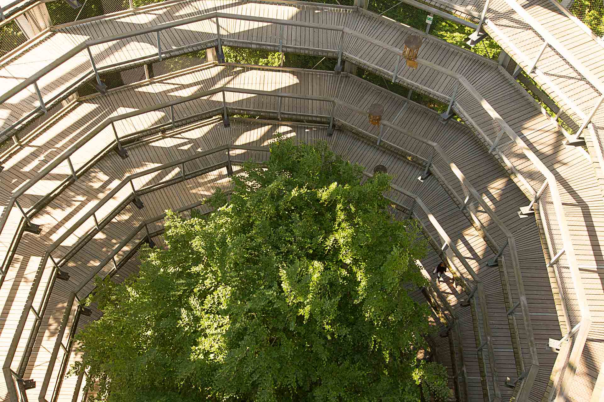 Baumkronenpfad Prora - Turm von oben